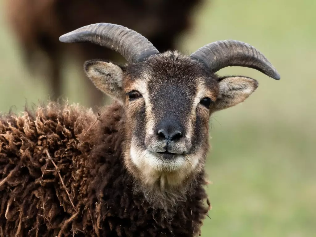 Soay-Schafe