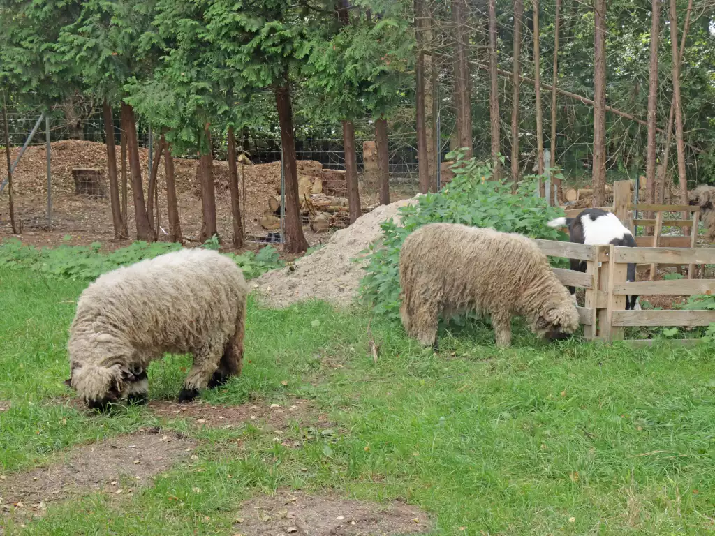 Walliser Schwarznasenschafe